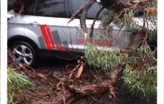 sydney storm fallen tree pcg building certifier car