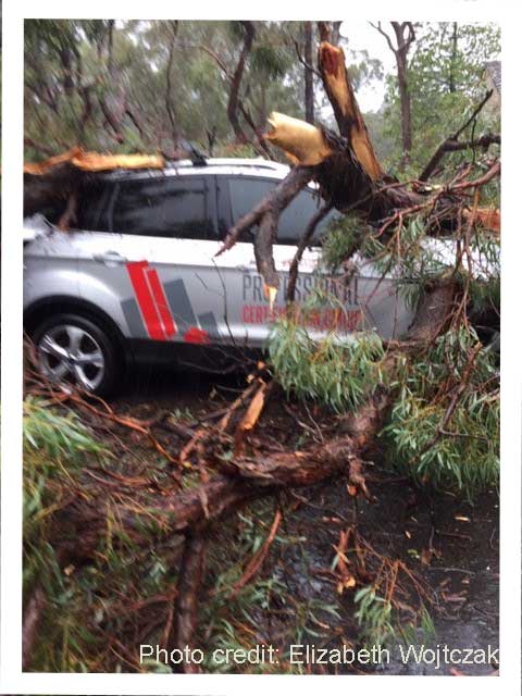 sydney storm fallen tree pcg building certifier car